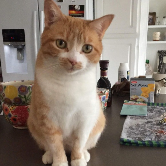 Meet your Posher, Jeanie - Picture 1 of 1